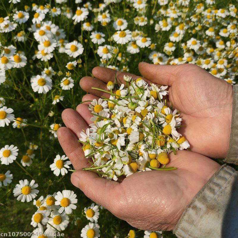 100% Natural Chamomile Dried F - Chamomile Tea review and price
